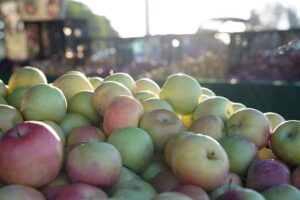 Farmers Market at Mt. SAC (1)